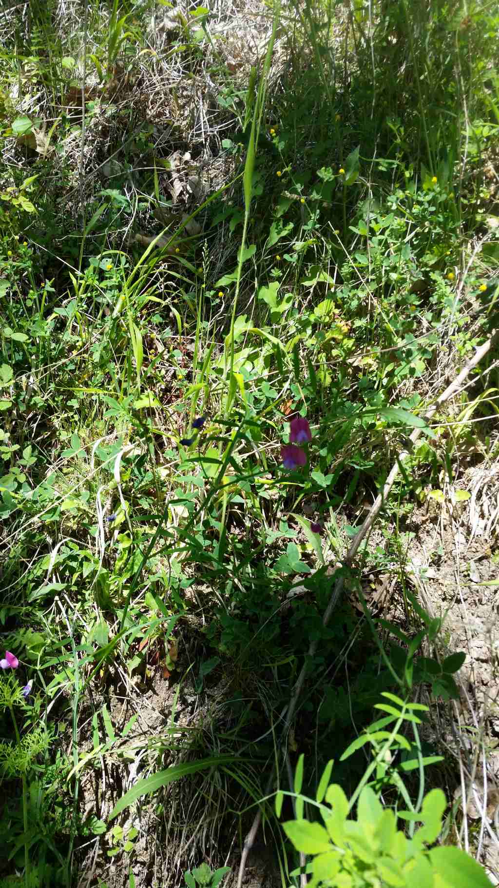 Lathyrus cfr. clymenum