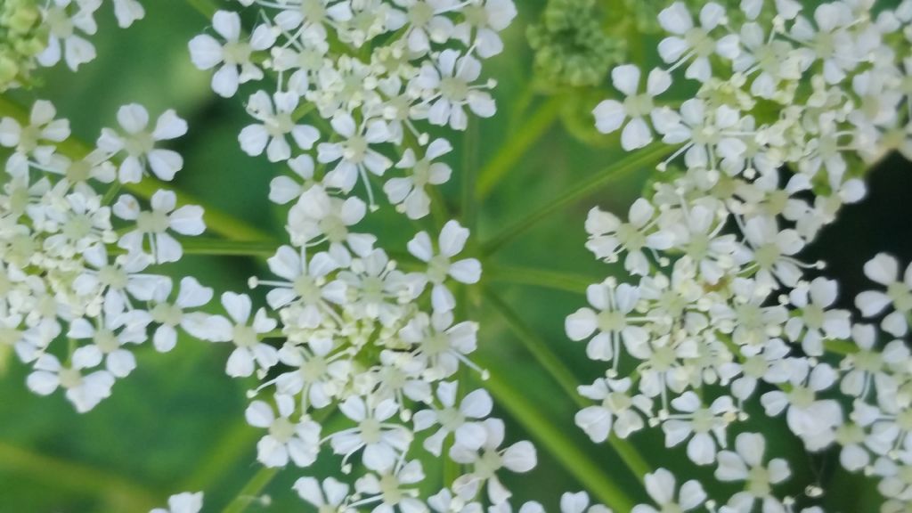 Pianta molto alta - Conium maculatum (Apiaceae)