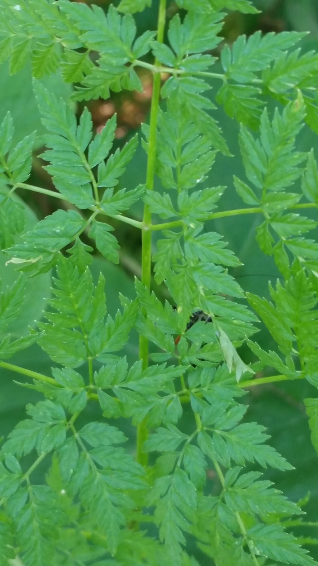 Pianta molto alta - Conium maculatum (Apiaceae)