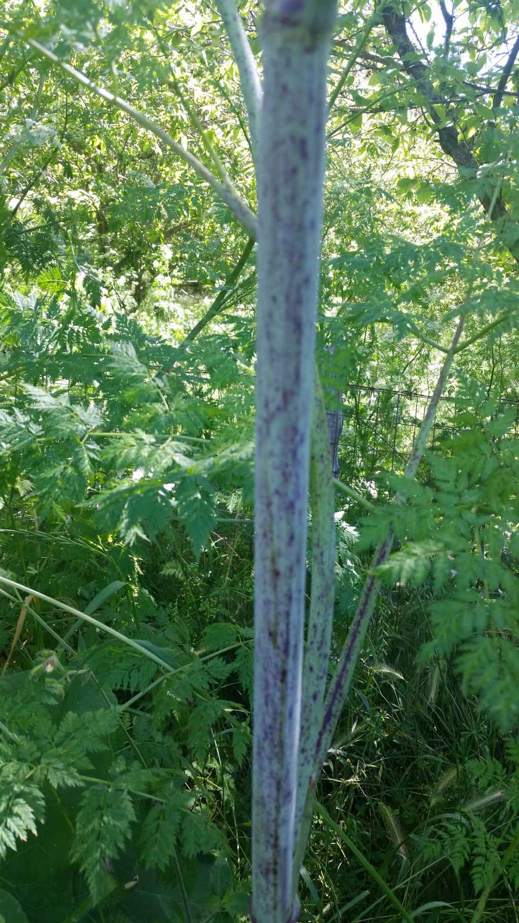 Pianta molto alta - Conium maculatum (Apiaceae)