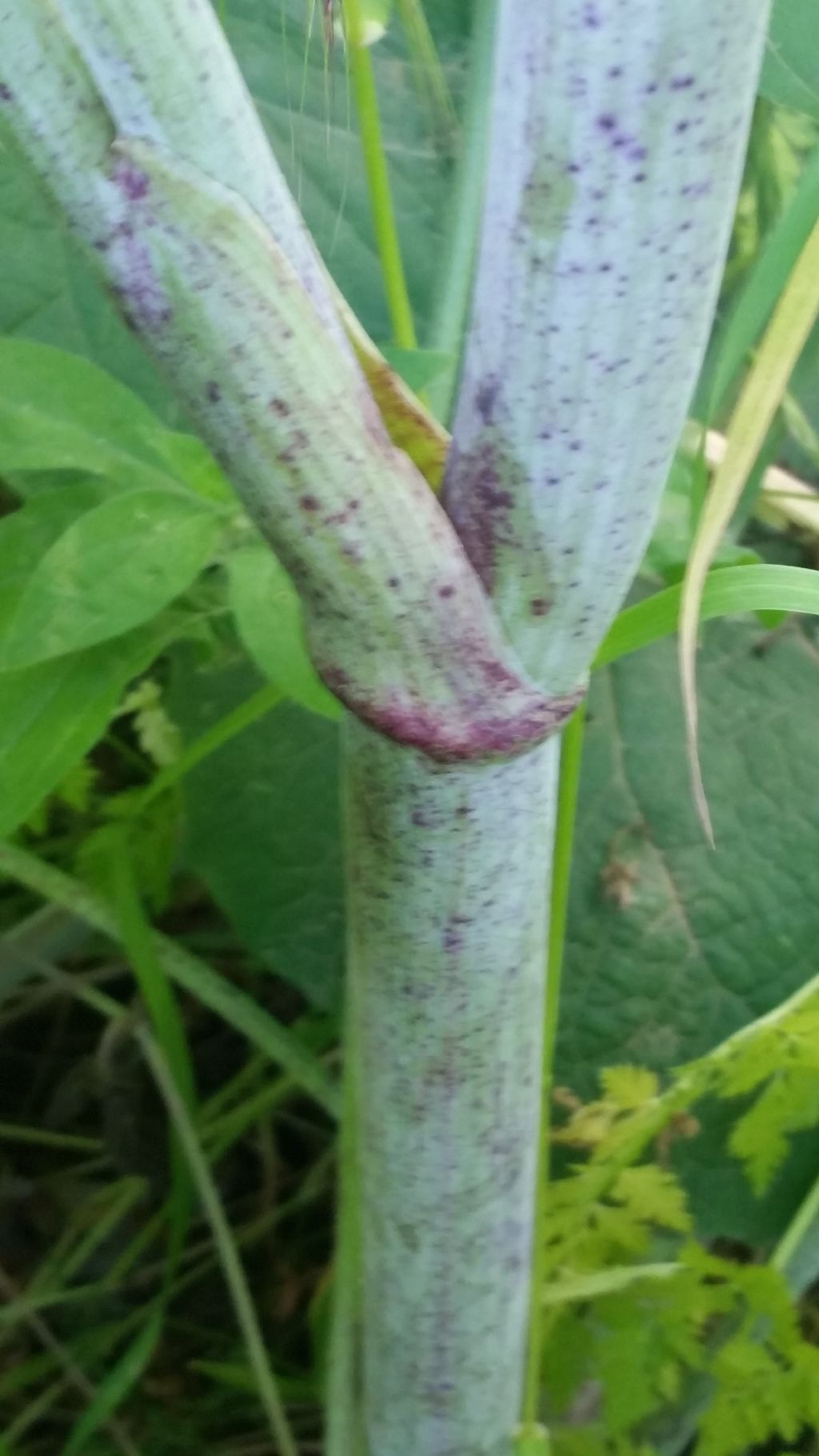 Pianta molto alta - Conium maculatum (Apiaceae)