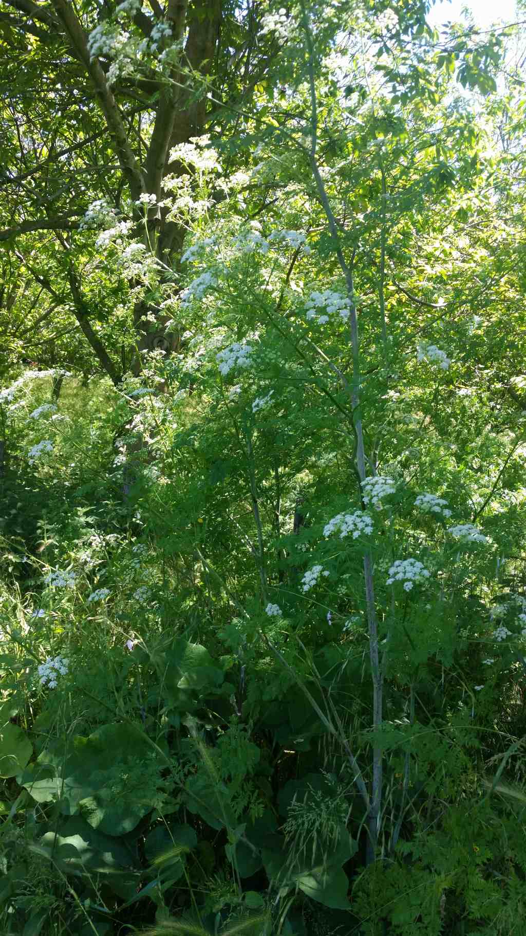 Pianta molto alta - Conium maculatum (Apiaceae)