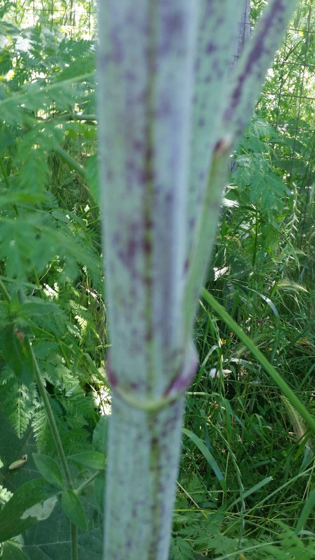 Pianta molto alta - Conium maculatum (Apiaceae)