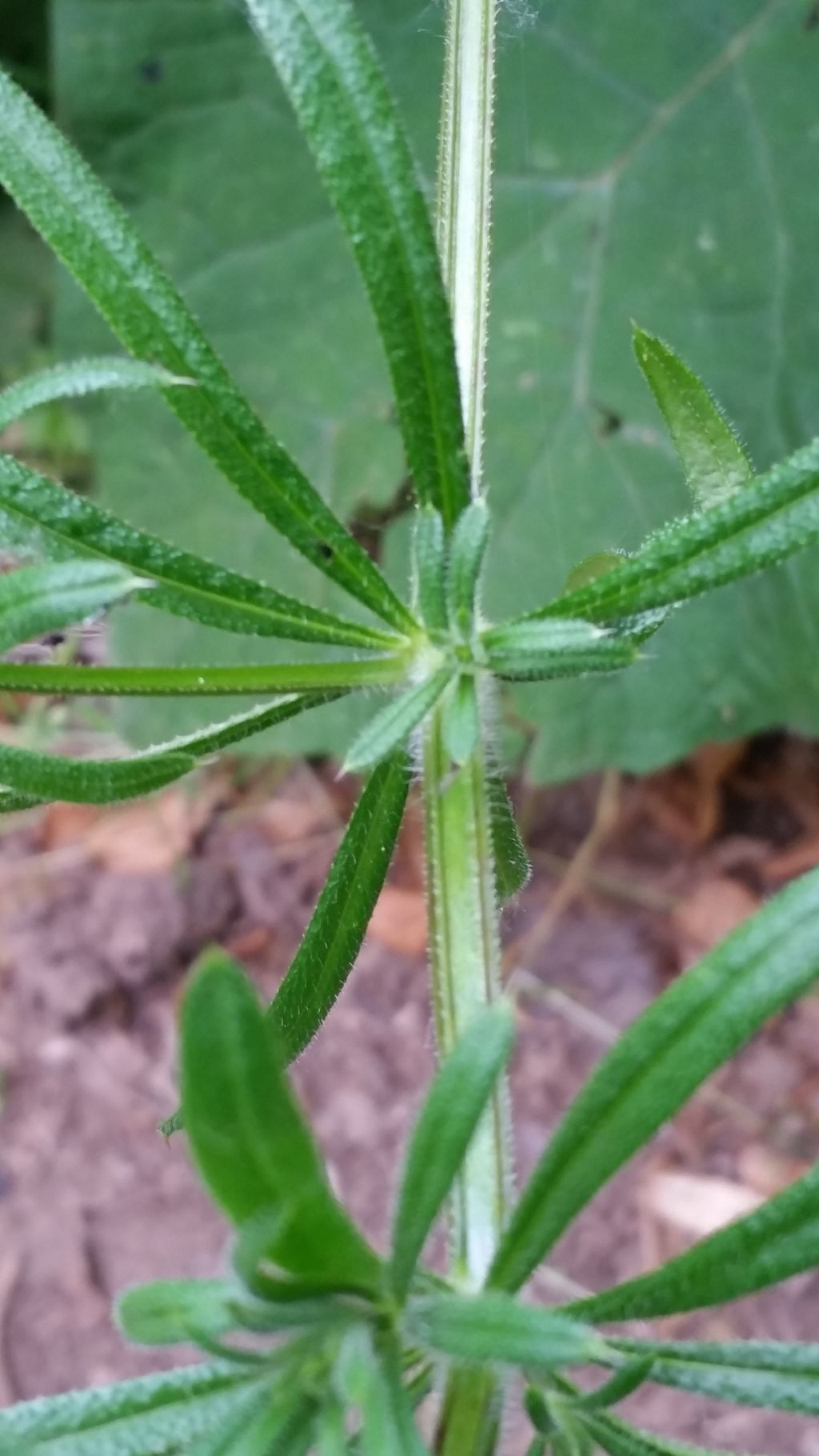 Pianta appiccicosa - Gallium aparine (Rubiaceae)