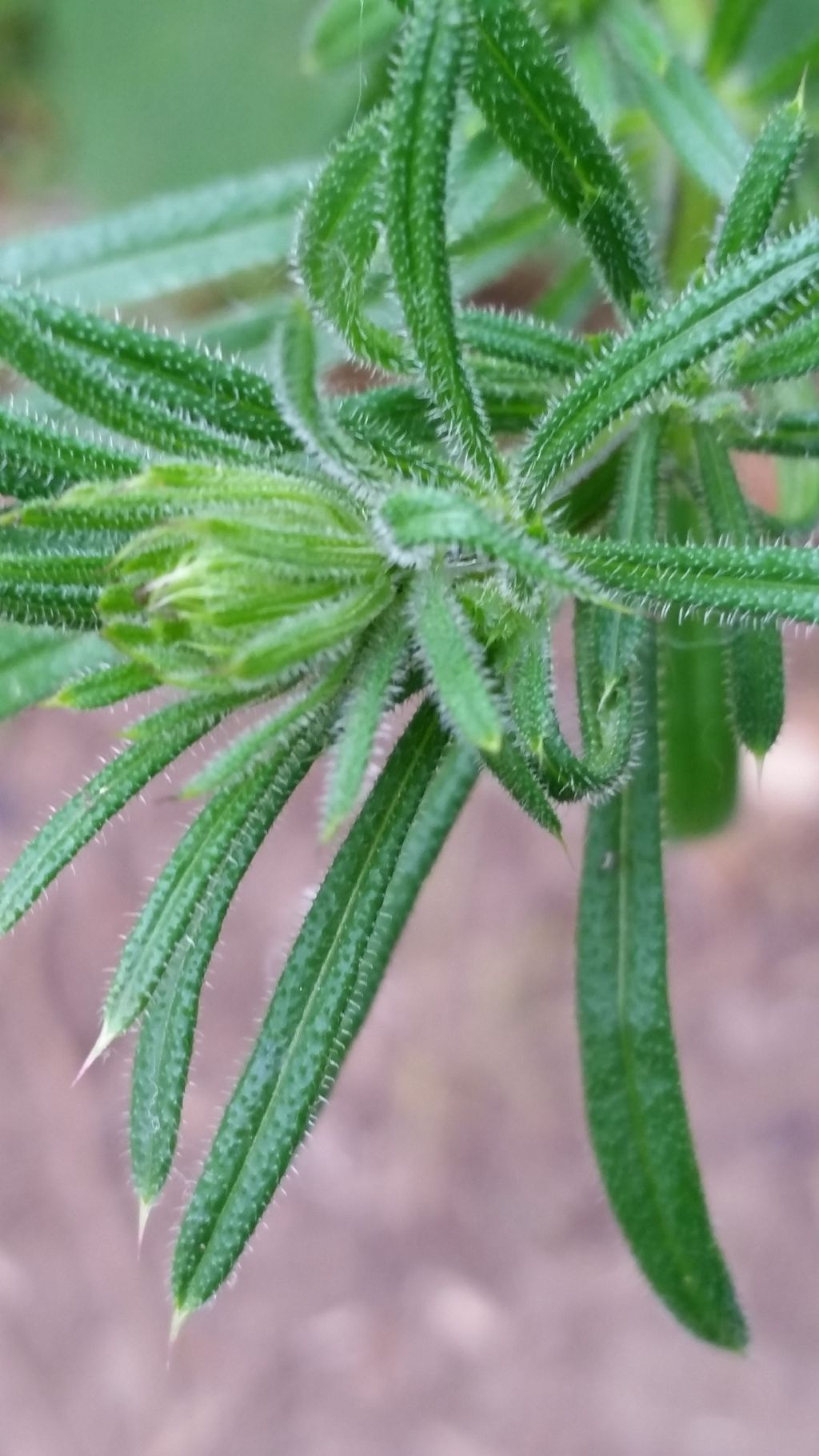 Pianta appiccicosa - Gallium aparine (Rubiaceae)