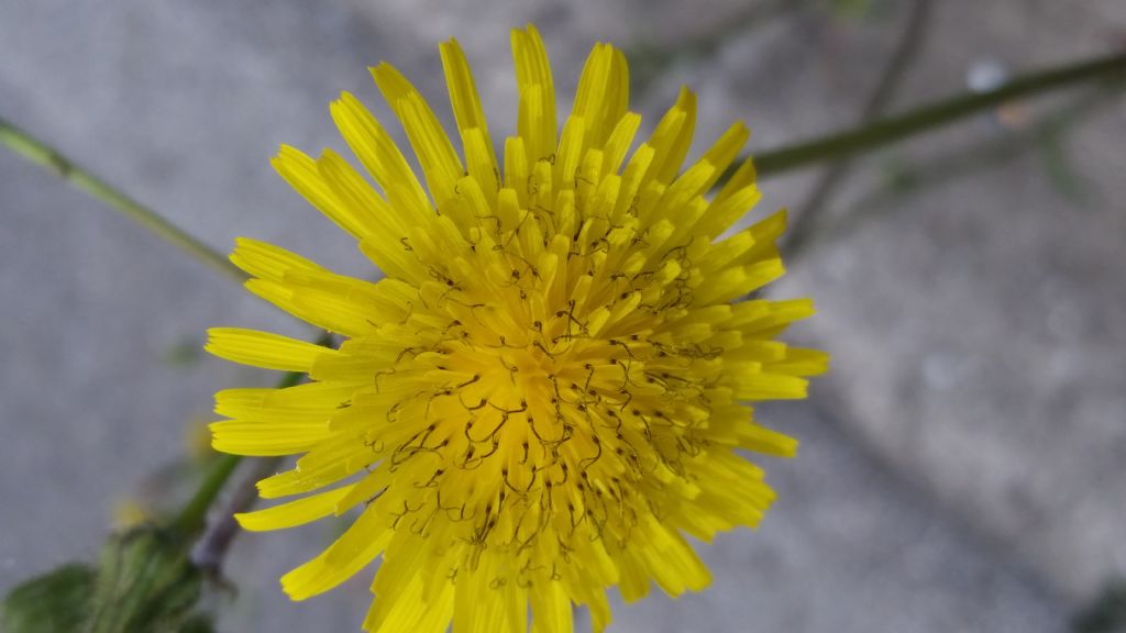 Sonchus sp.