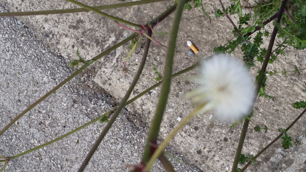 Sonchus sp.