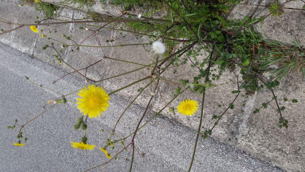 Sonchus sp.