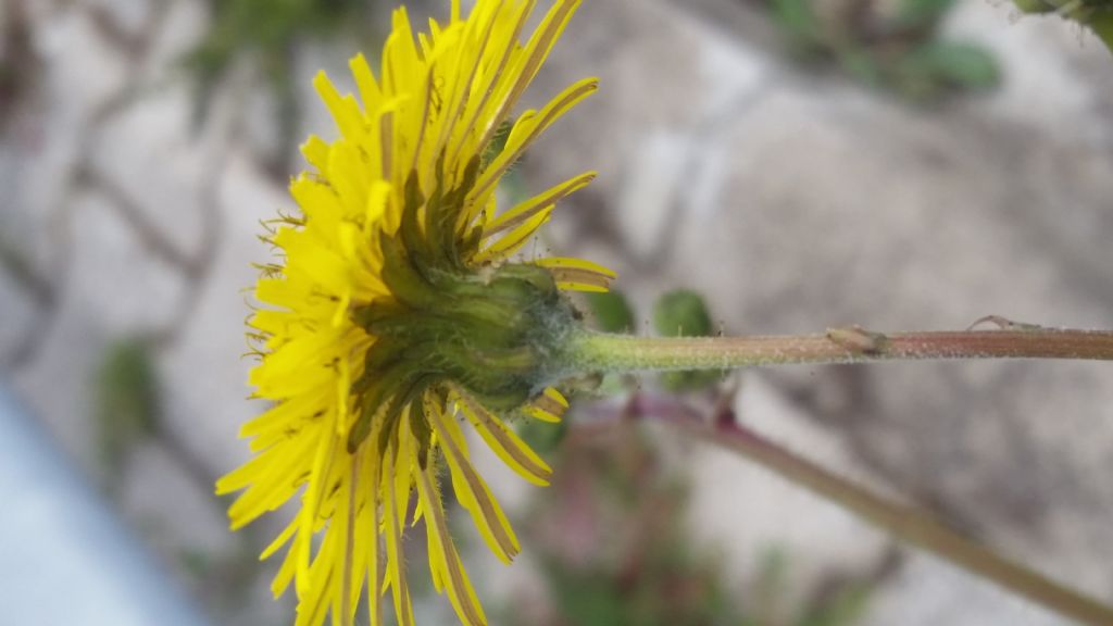 Sonchus sp.