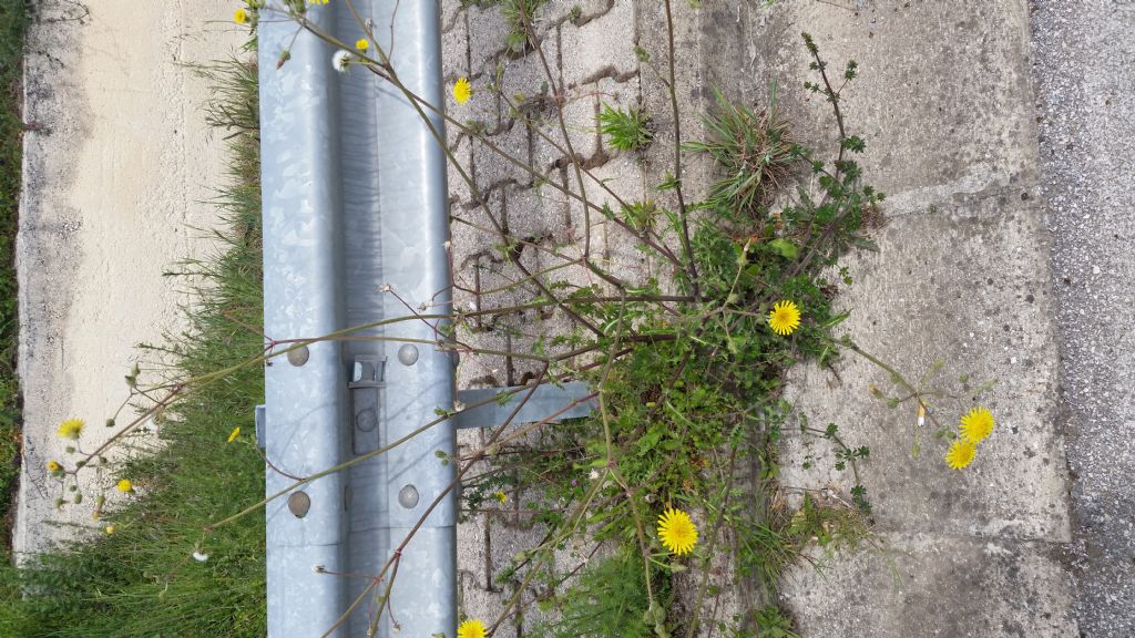 Sonchus sp.