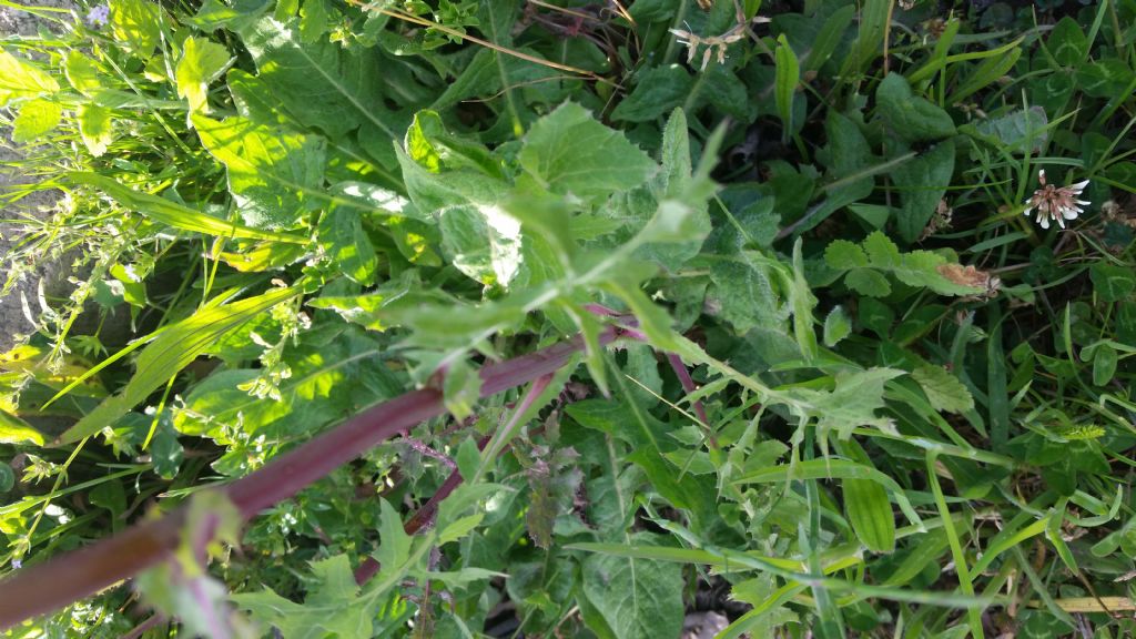 Sonchus sp.