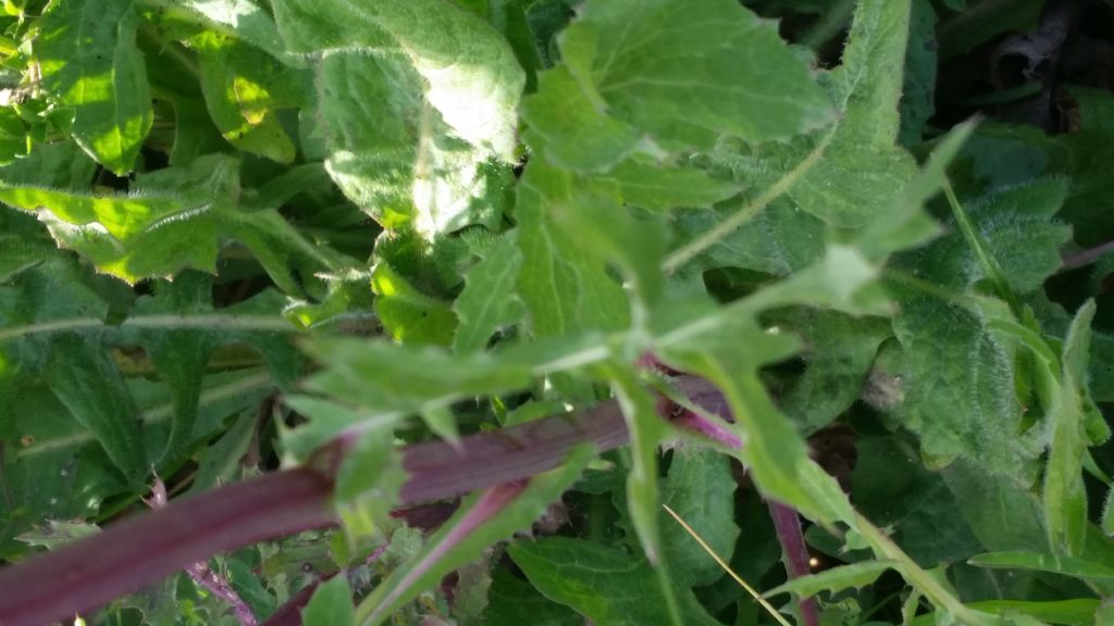 Sonchus sp.