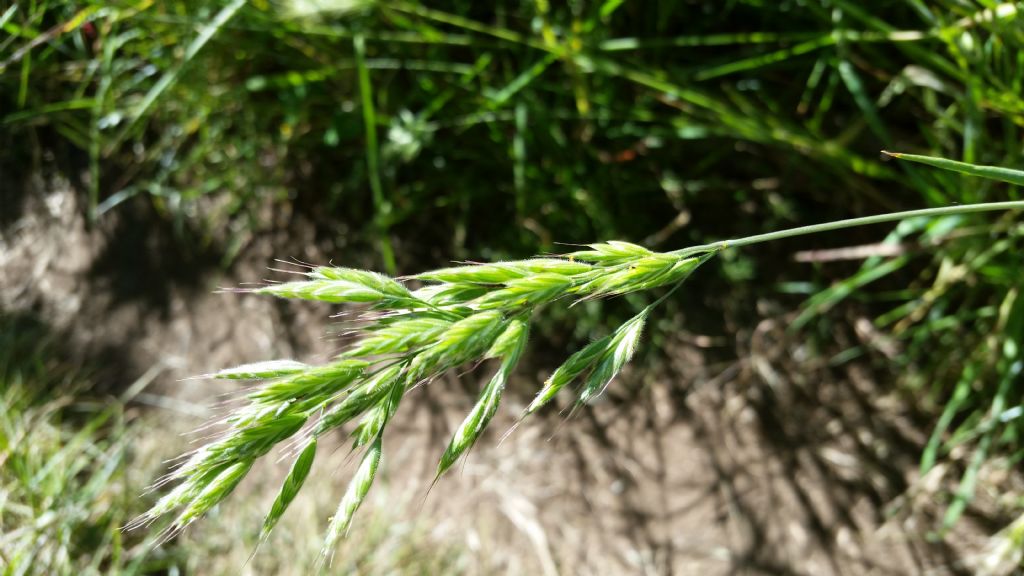 Bromus sp.