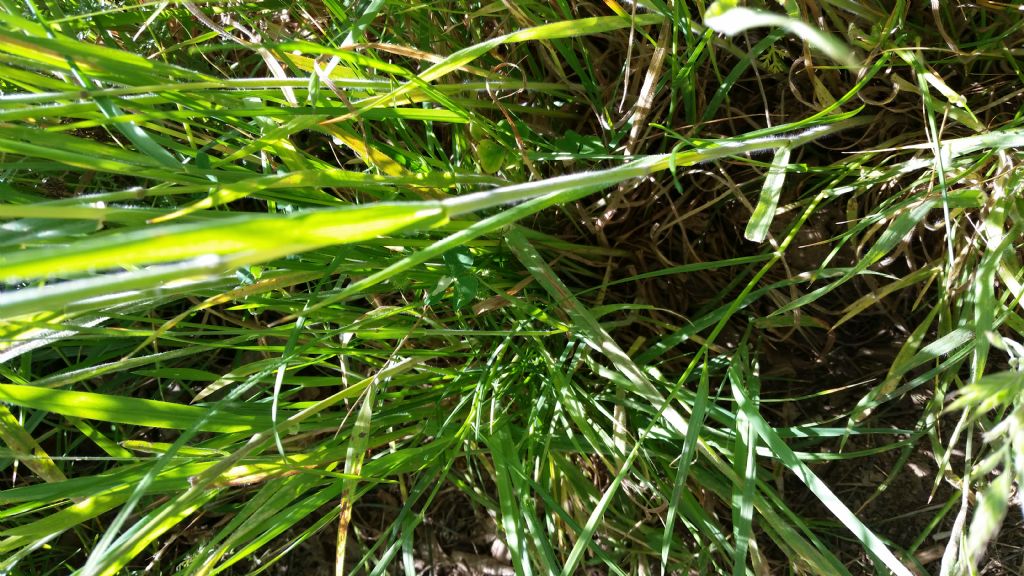 Bromus sp.