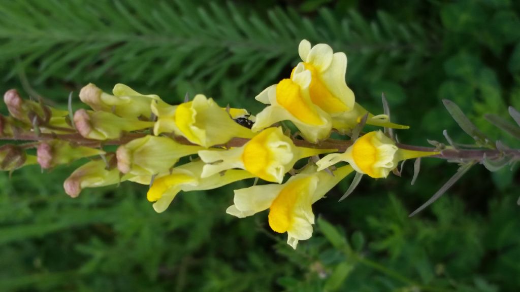Linaria sp.