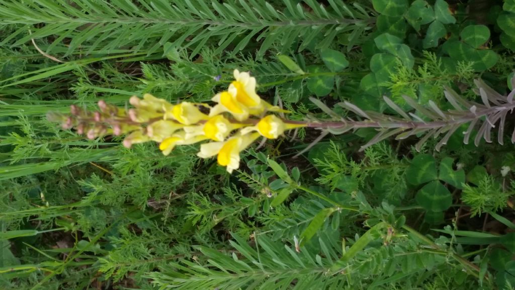 Linaria sp.