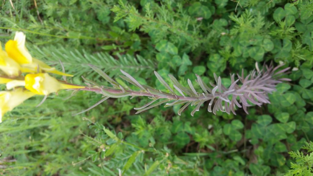Linaria sp.