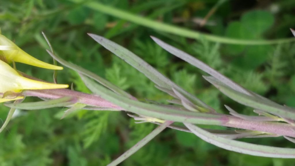Linaria sp.