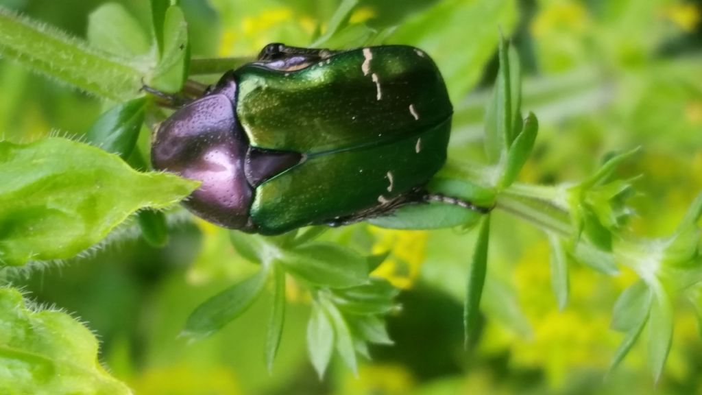 Scarabeo verde metallo: Cetonia aurata pisana