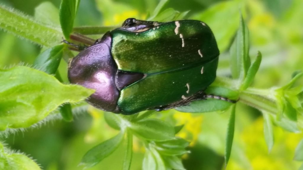 Scarabeo verde metallo: Cetonia aurata pisana