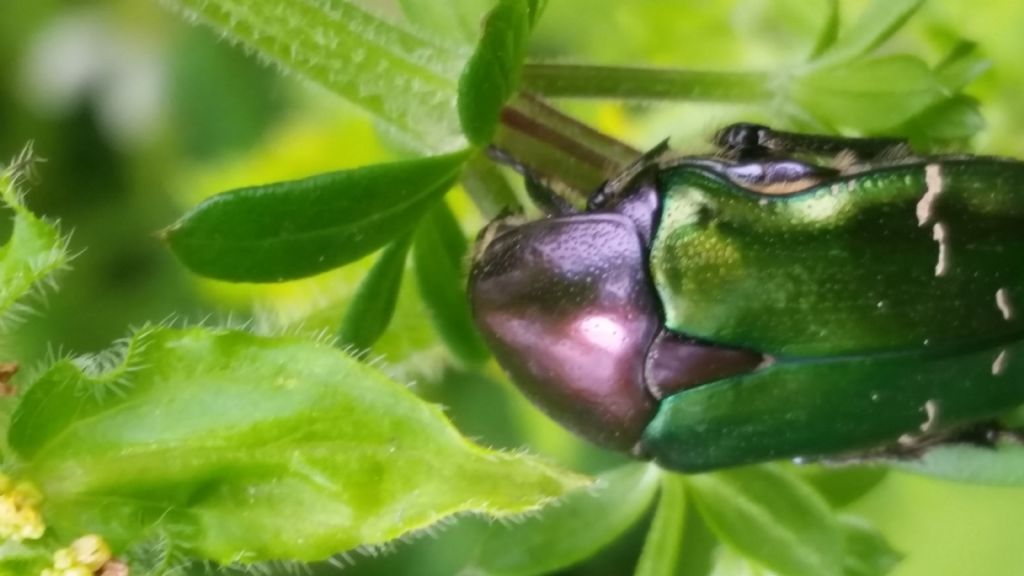 Scarabeo verde metallo: Cetonia aurata pisana