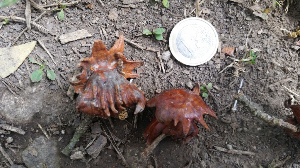 Galle di Andricus dentimitratus (Cynipidae)
