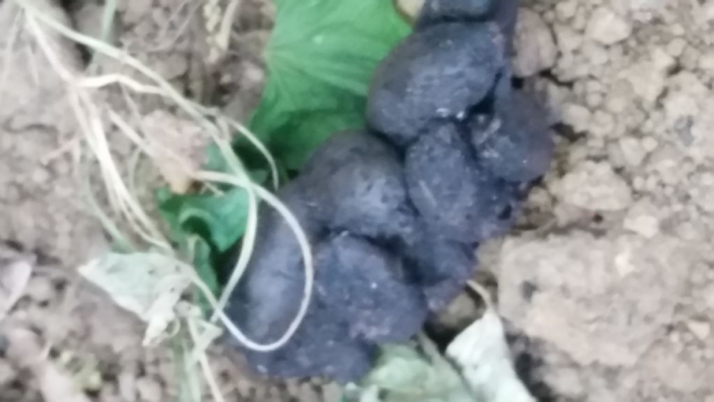 Buche fatte dall''istrice?