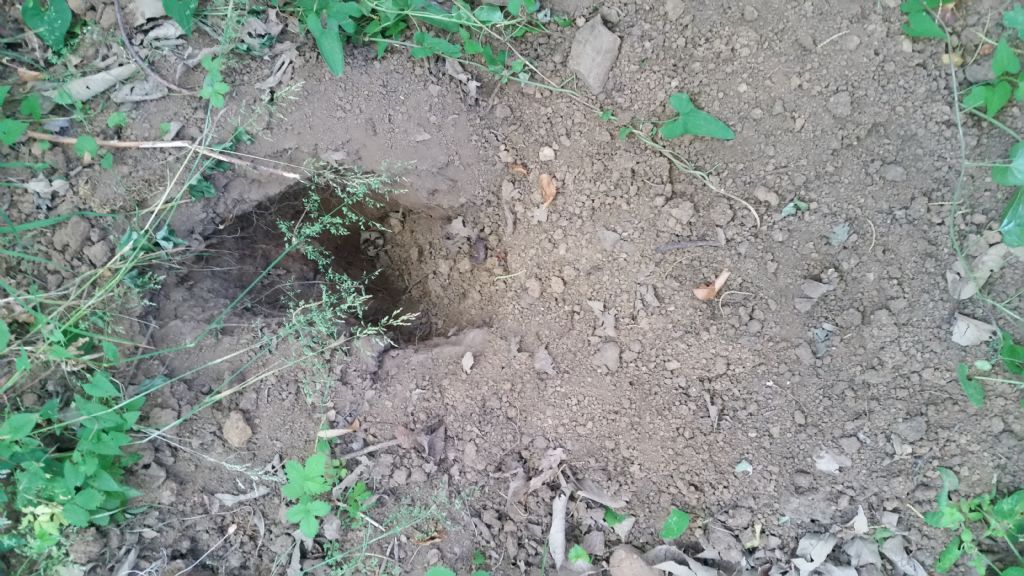 Buche fatte dall''istrice?