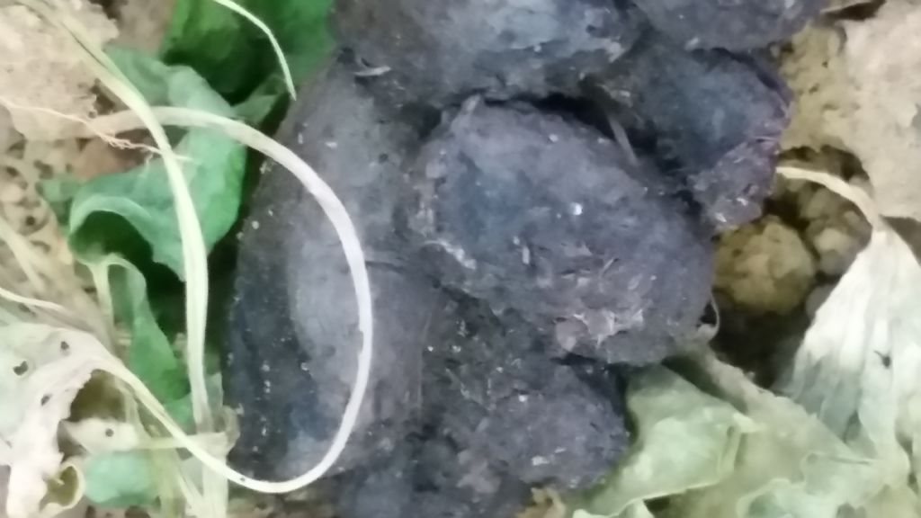 Buche fatte dall''istrice?