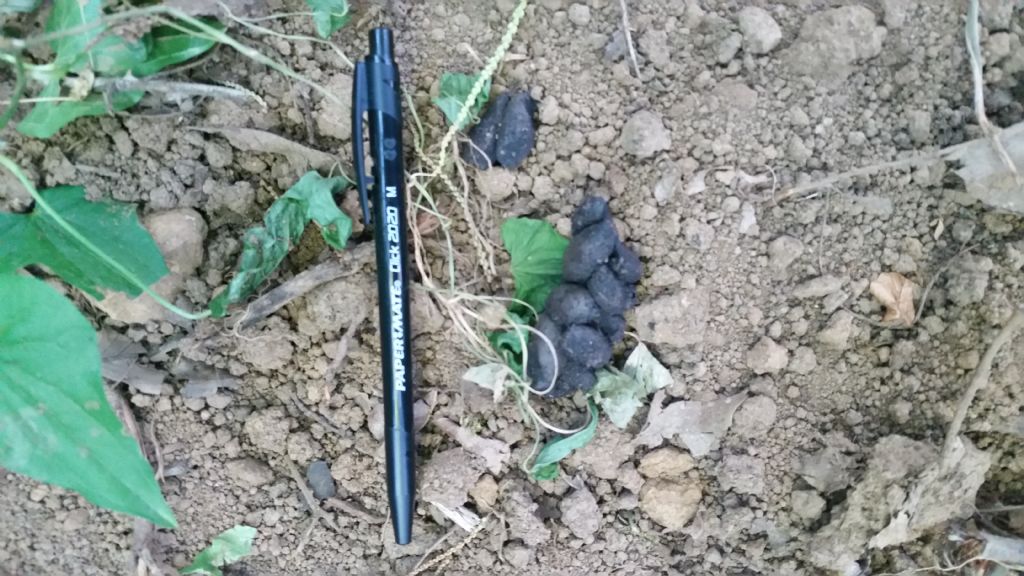 Buche fatte dall''istrice?