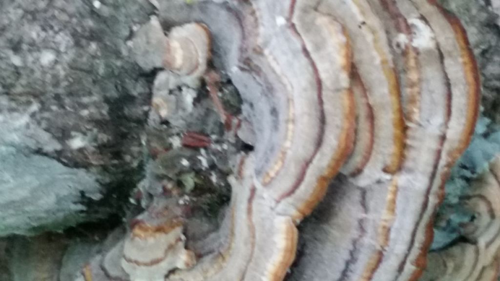 Fungo su nocciolo