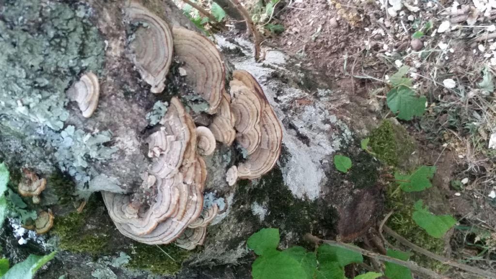 Fungo su nocciolo