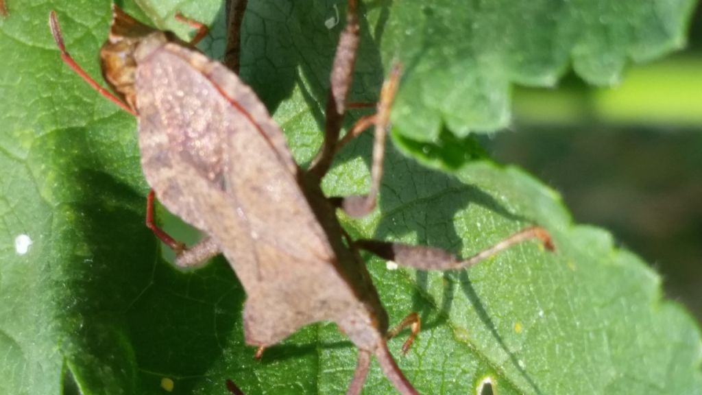 Coreidae: Coreus marginatus