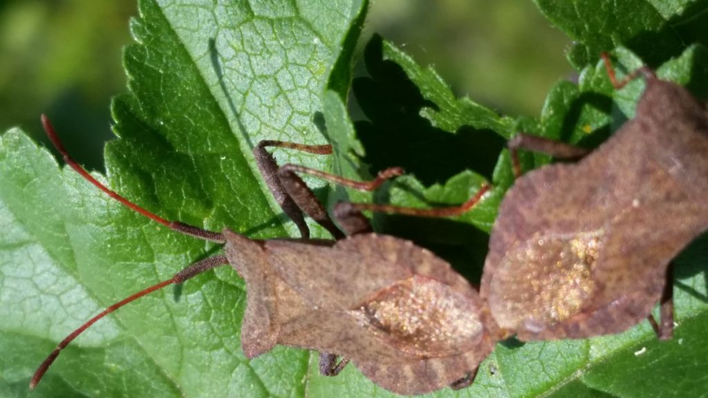 Coreidae: Coreus marginatus