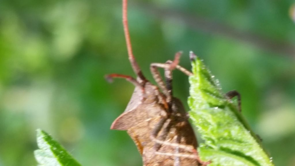 Coreidae: Coreus marginatus