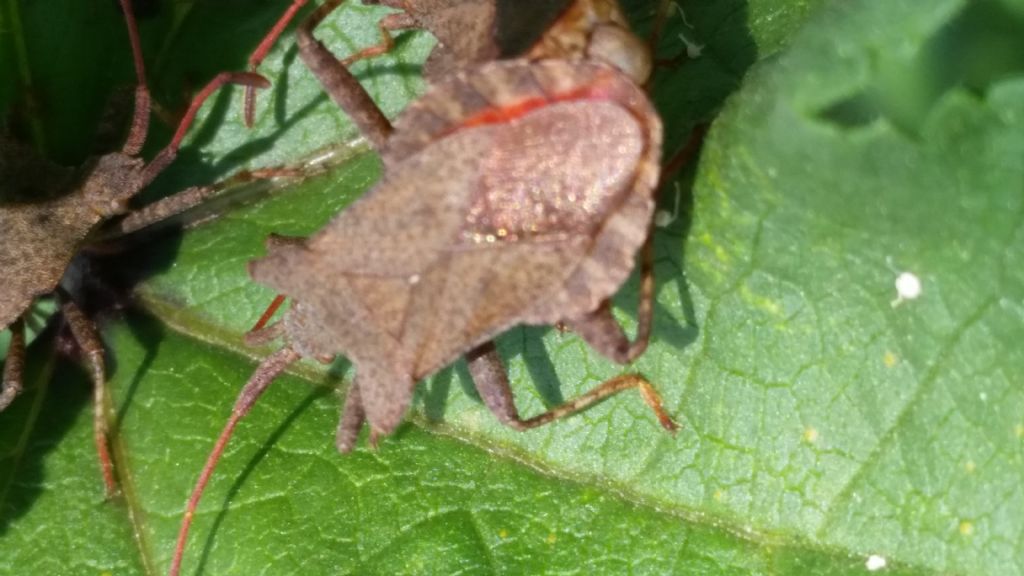 Coreidae: Coreus marginatus