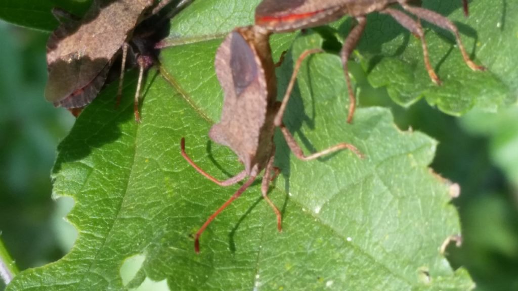 Coreidae: Coreus marginatus