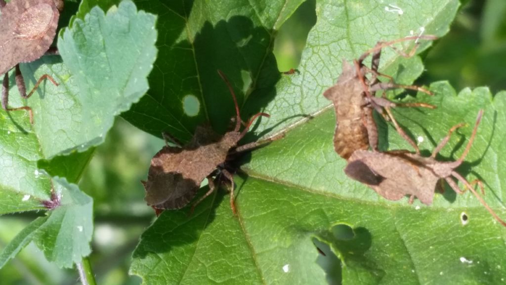 Coreidae: Coreus marginatus
