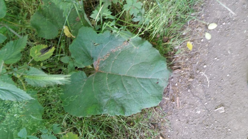 Foglie molto grandi - Arctium sp.