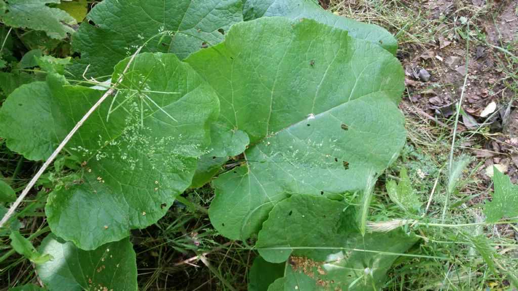 Foglie molto grandi - Arctium sp.