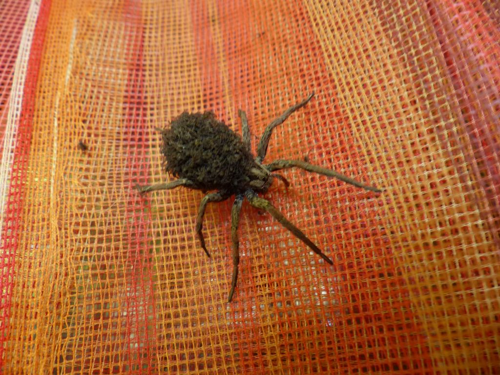 Hogna radiata - Marentino (TO)