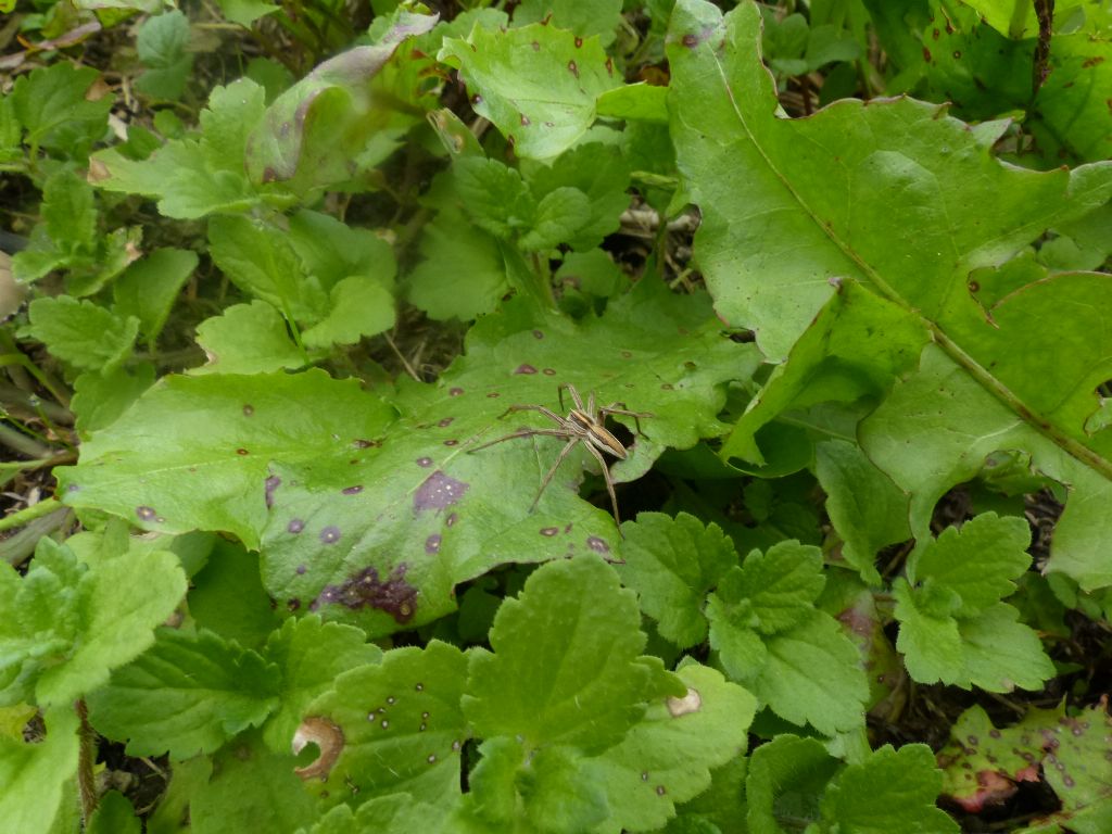 Pisaura sp. - Marentino (TO)