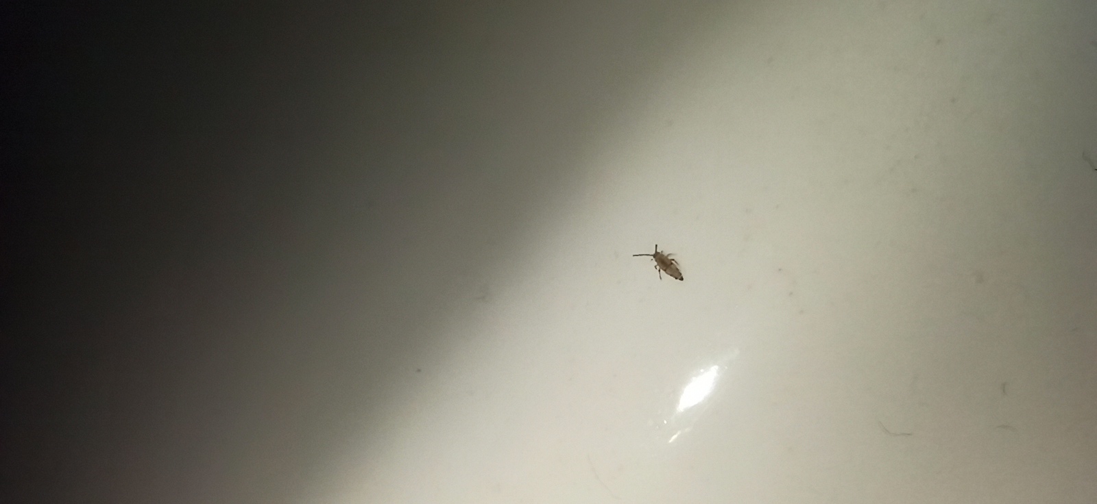 Collembolo?
