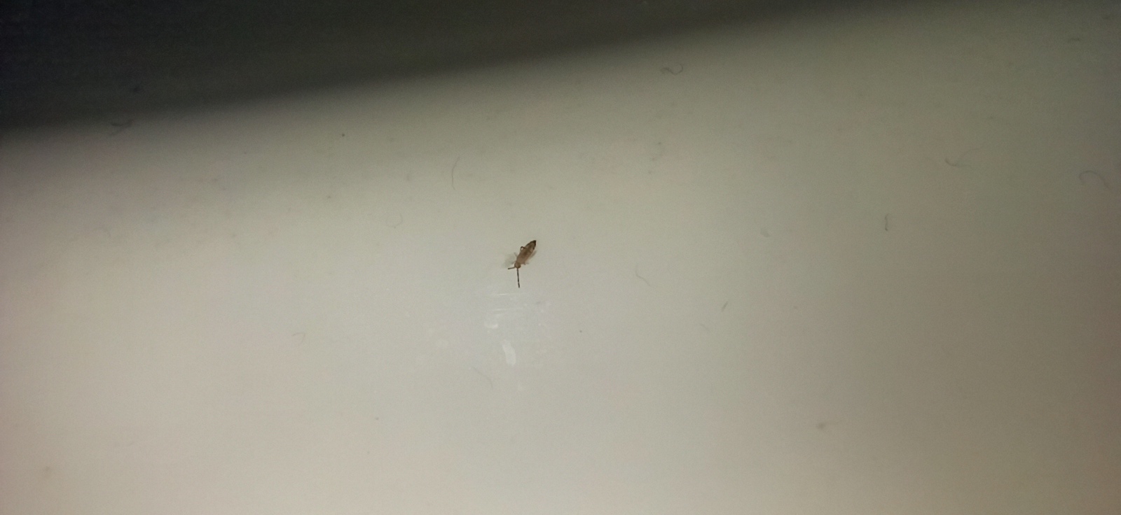 Collembolo?