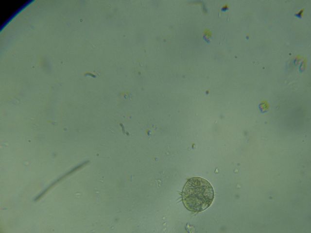 Id protista