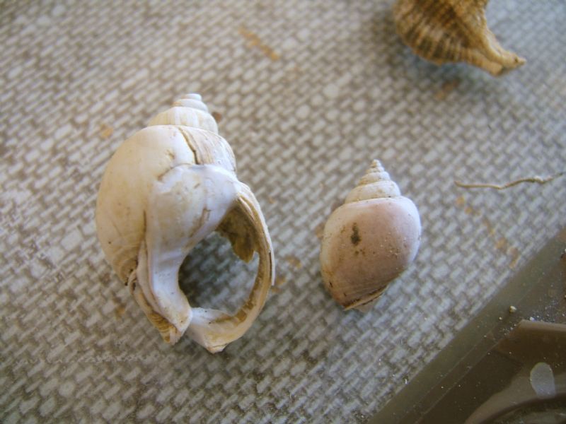 Identificazione fossili