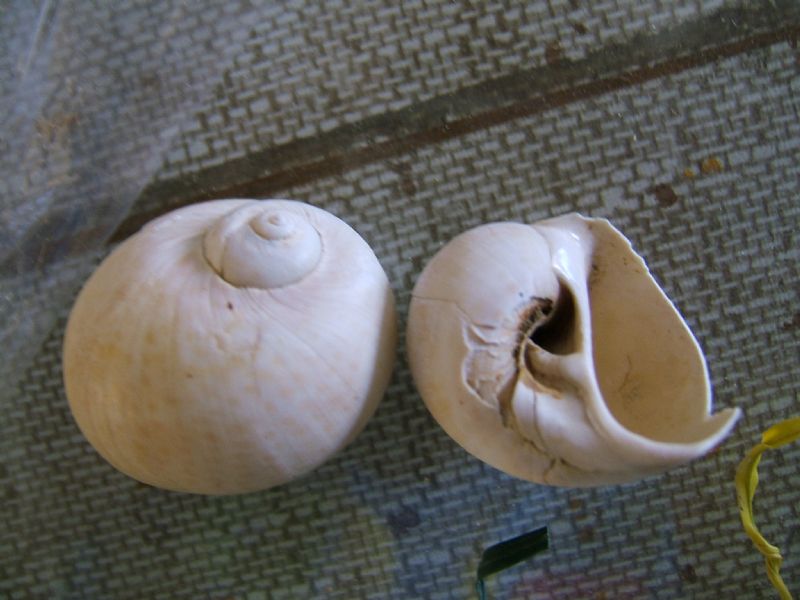 Identificazione fossili