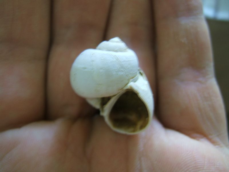 Identificazione fossili