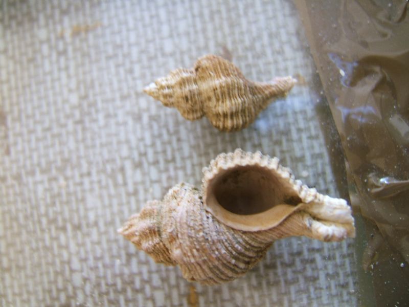 Identificazione fossili