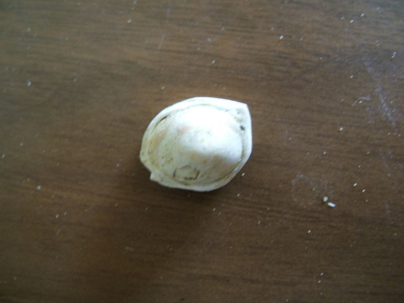 Identificazione fossili